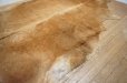 画像7: １頭分　牛ラグ　マット　カーペット　ハラコ　牛革　本革　毛皮　絨毯　天然素材　カウラグ　カウレザー　ブラウン