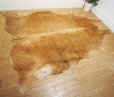 画像17: １頭分　牛ラグ　マット　カーペット　ハラコ　牛革　本革　毛皮　絨毯　天然素材　カウラグ　カウレザー　ブラウン